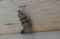 Dioryctria abietella