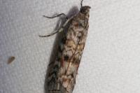 Dioryctria