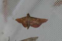 Endotricha flammealis