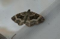 Epirrhoe alternata