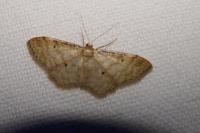 Idaea fuscovenosa