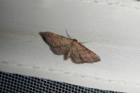 Idaea infirmaria