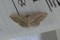 Idaea mediaria