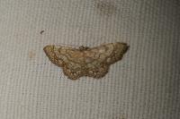 Idaea moniliata