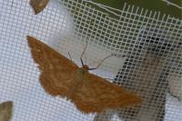 Idaea ochrata