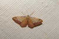 Idaea ostrinaria