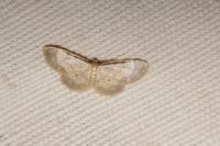 Idaea politaria
