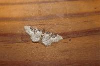 Idaea rusticata