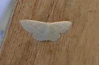 Idaea subsericeata