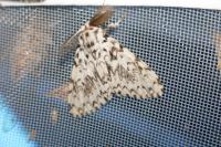 Lymantria monacha
