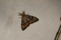Lymantria dispar