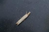 Metacrambus carectellus