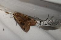 Noctua pronuba