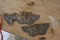 Nychiodes notarioi