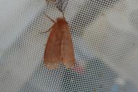 Ocneria rubea
