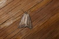 Pachycnemia hippocastanaria hippocastanaria
