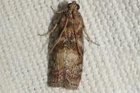 Phycita roborella