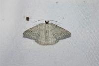 Pseudoterpna coronillaria