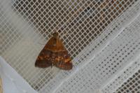 Pyrausta aurata