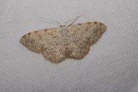 Scopula submutata roseonitens