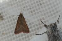 Synaphe punctalis