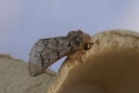 Thaumetopoea pityocampa