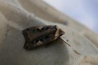 Xestia c-nigrum