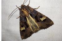 Trigonophora flammea