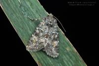 Polymixis lichenea