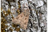 Agrotis bigramma