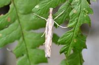 Agriphila inquinatella