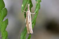 Agriphila inquinatella