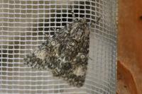 Acronicta megacephala