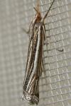 Ancylolomia tentaculella