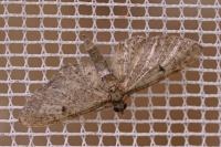 Eupithecia