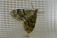 Acasis viretata