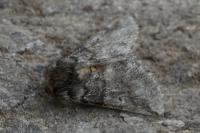 Thaumetopoea processionea