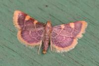 Hypsopygia costalis