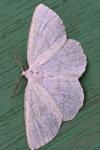 Cabera exanthemata