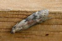 Ephestia