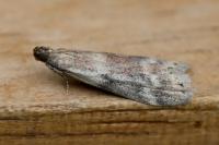 Ephestia