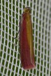 Oncocera semirubella