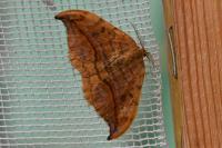 Drepana curvatula
