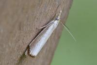 Agriphila straminella