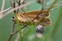 Katha depressa