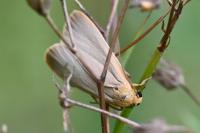Katha depressa