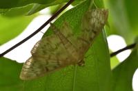 Patania ruralis