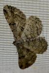Peribatodes rhomboidaria rhomboidaria