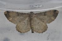 Peribatodes rhomboidaria rhomboidaria