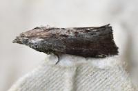 Galleria mellonella